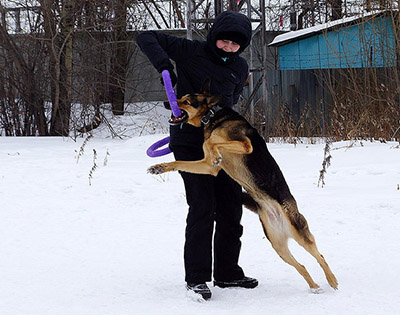 Sport cu câine în timpul antrenamentului
