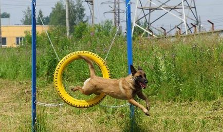 Sport cu câine în timpul antrenamentului