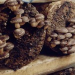 Способи вирощування шиітаке методи на брусках і колодах
