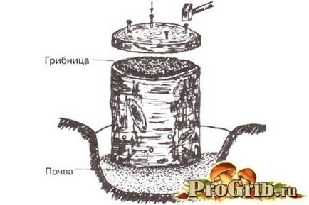 Metode de cultivare a metodelor shiitake pe bare și bușteni