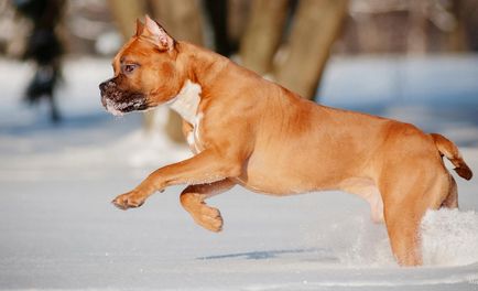 Caracteristicile și caracteristicile rasei Staffordshire terrier