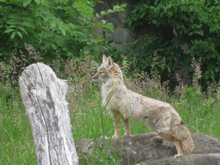Степова лисиця нелегке життя тваринного