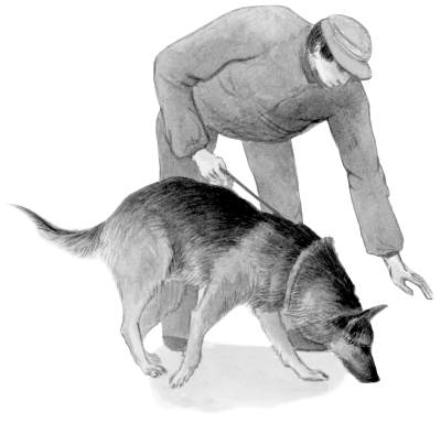 Serviciul Watchdog - câini de la a la i