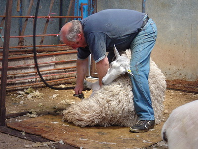 Shearing sheep - experiență personală - portalul belarus pentru medicii veterinari și iubitorii de animale