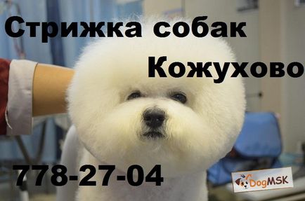 Kutyakozmetika a Kozhukhovo