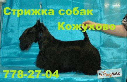 Стрижка собак в Кожухова