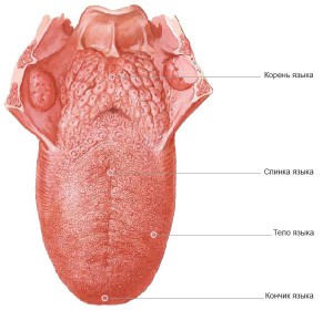 Structura limbii umane (fotografie) indicată de culoarea rădăcinii și a spatelui acestui organ