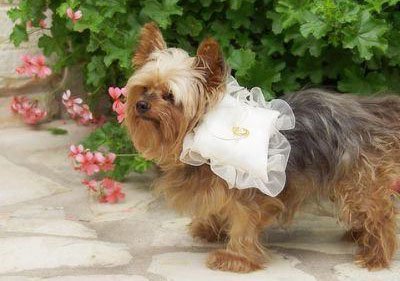 Весільні вбрання для собак