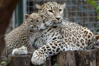 Grădina zoologică din Tallinn