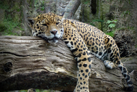 Grădina zoologică din Tallinn