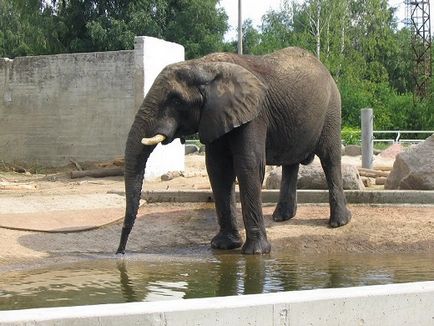 Tallinn Zoo - történelem, mit látni, míg a jegyek árát, a címet a térképen, és hogyan