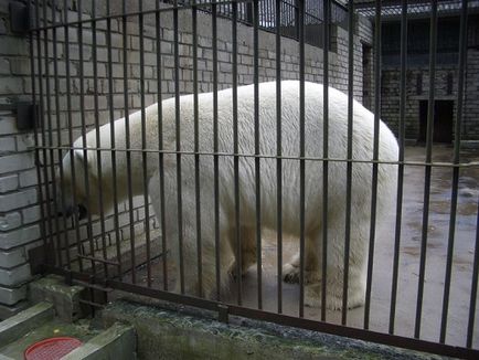 Tallinn Zoo - történelem, mit látni, míg a jegyek árát, a címet a térképen, és hogyan