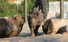 Tallinn Zoo - mai multe informații