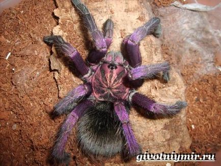 Tarantula Spider