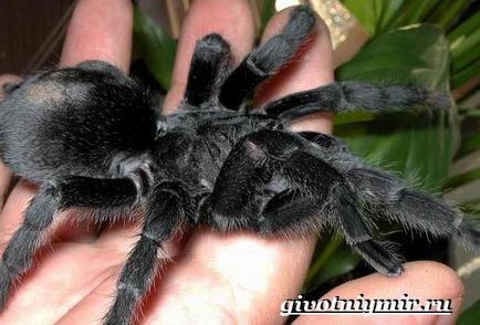 Tarantula Spider