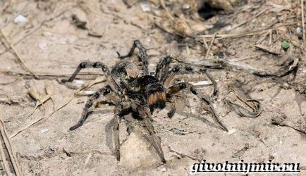 Tarantula Spider