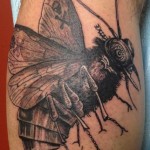 Tattoo fly érték, fotók, vázlatok (fotó) Tattoo fly érték, fotók, vázlatok