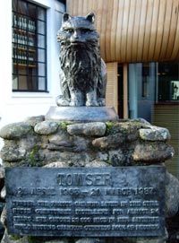 Tauser - pisica meritată din Scoția, portal de femei