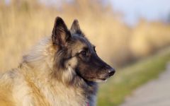 Tervuren fotók Tervuren (Belgium Shepherd), a történet a kutya fajta munkamániás olyan külső