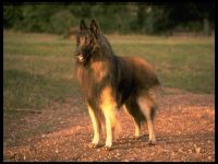 Tervuren fotók Tervuren (Belgium Shepherd), a történet a kutya fajta munkamániás olyan külső