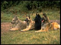 Tervuren fotók Tervuren (Belgium Shepherd), a történet a kutya fajta munkamániás olyan külső