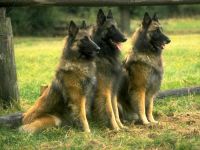 Tervuren fotók Tervuren (Belgium Shepherd), a történet a kutya fajta munkamániás olyan külső