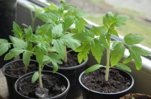 Технологія вирощування розсади томатів, садовий портал, новини саду, городу
