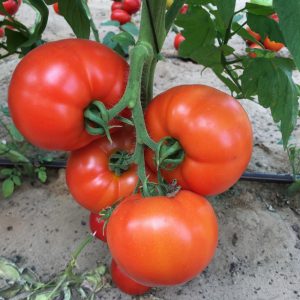 Tomatele au cules o descriere a soiului, a caracteristicilor și a recenziilor