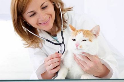 Тонзиліт - запалення мигдалин у кішок