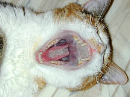 Тонзиліт - запалення мигдалин у кішок