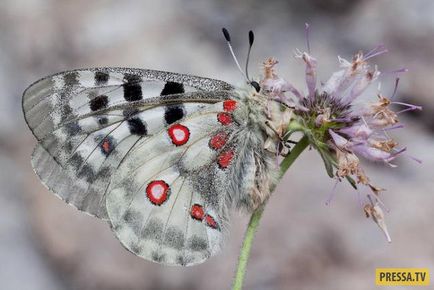 Топ-10 метеликів дивовижної краси