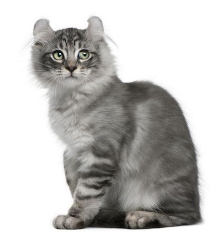 Top 10 ritka és szokatlan fajtájú macskák