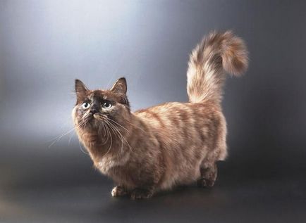 Топ-10 рідкісні та незвичайні породи кішок