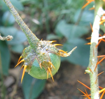 Топ 10 найжахливіших рослин на землі (із слабкими нервами дивитися!)