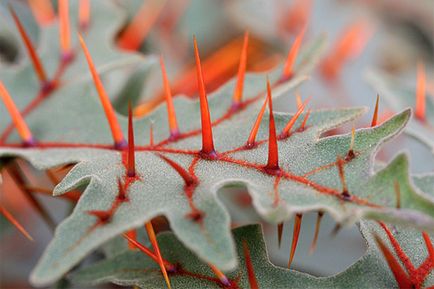 Топ 10 найжахливіших рослин на землі (із слабкими нервами дивитися!)
