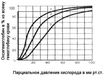 Transportul oxigenului prin sânge - stadopedie