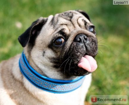 Képzési lövedék nyakörv lehúzó - „a legnépszerűbb játékok kutyáknak