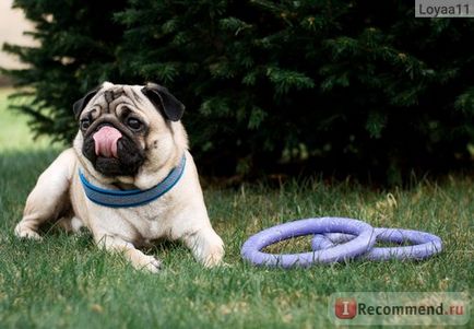 Тренувальний снаряд для собак collar пуллер - «найпопулярніша іграшка для собак
