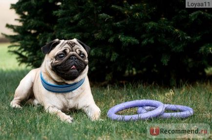 Тренувальний снаряд для собак collar пуллер - «найпопулярніша іграшка для собак