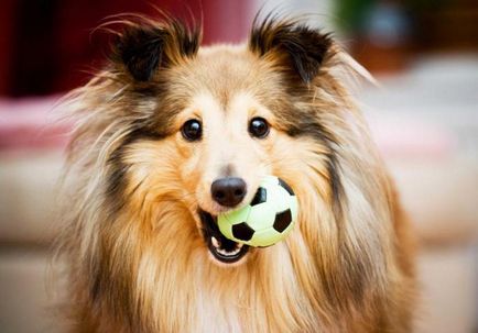 Вчені вперше склали родовід домашніх собак
