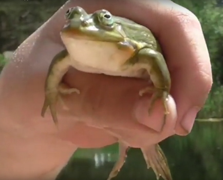 Дивовижна ловля щуки на жабу