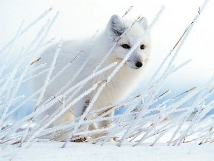 Amazing Animals - terepszínű szakértők