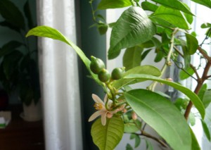 Rădăcini de butași de mandarine
