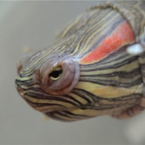 Țestoasele de broască țestoasă au ochi umflați - cum se tratează