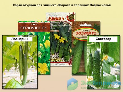 Producția de castraveți - cele mai bune soiuri pentru regiunea Moscovei în seră