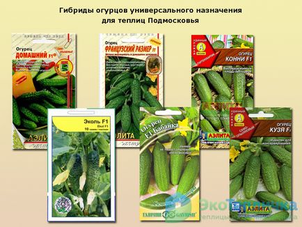 Врожайні огірки - кращі сорти для Підмосков'я в теплиці