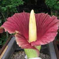 Îngrijire pentru îngrijirea Amorphophallus și condițiile Amorphophallus pentru plantele acasă