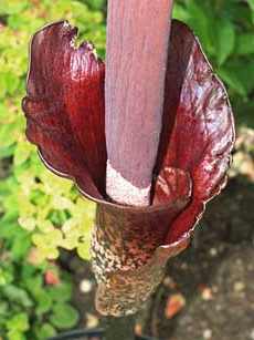 Îngrijire pentru îngrijirea Amorphophallus și condițiile Amorphophallus pentru plantele acasă