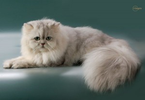 Îngrijire pentru pisica britanică, precum și persană, Sphinx, Siamese și Scottish Fold -