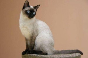 brit macska ellátás, valamint a perzsa, Szfinx, sziámi és skót Fold -